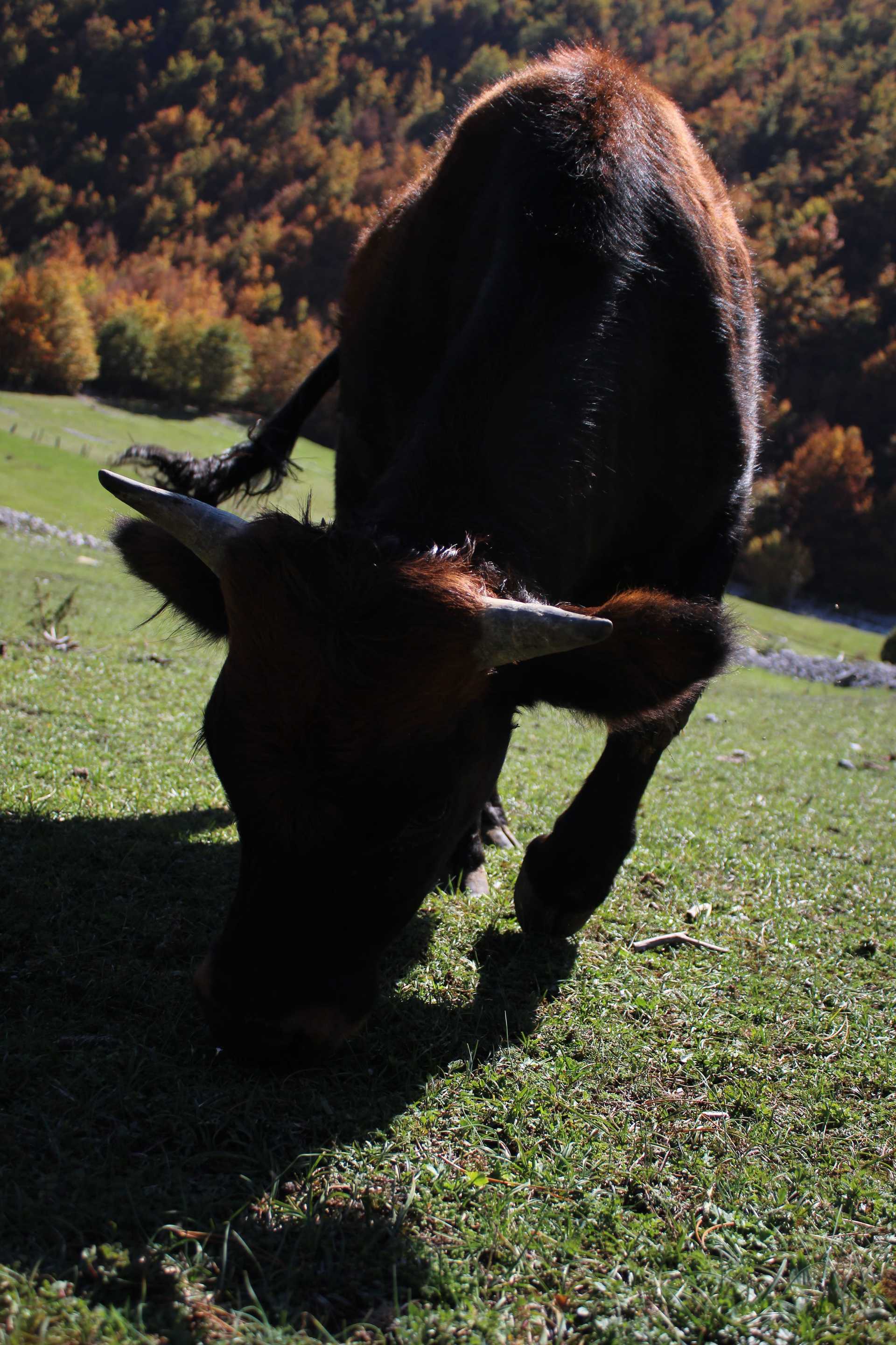 valbona