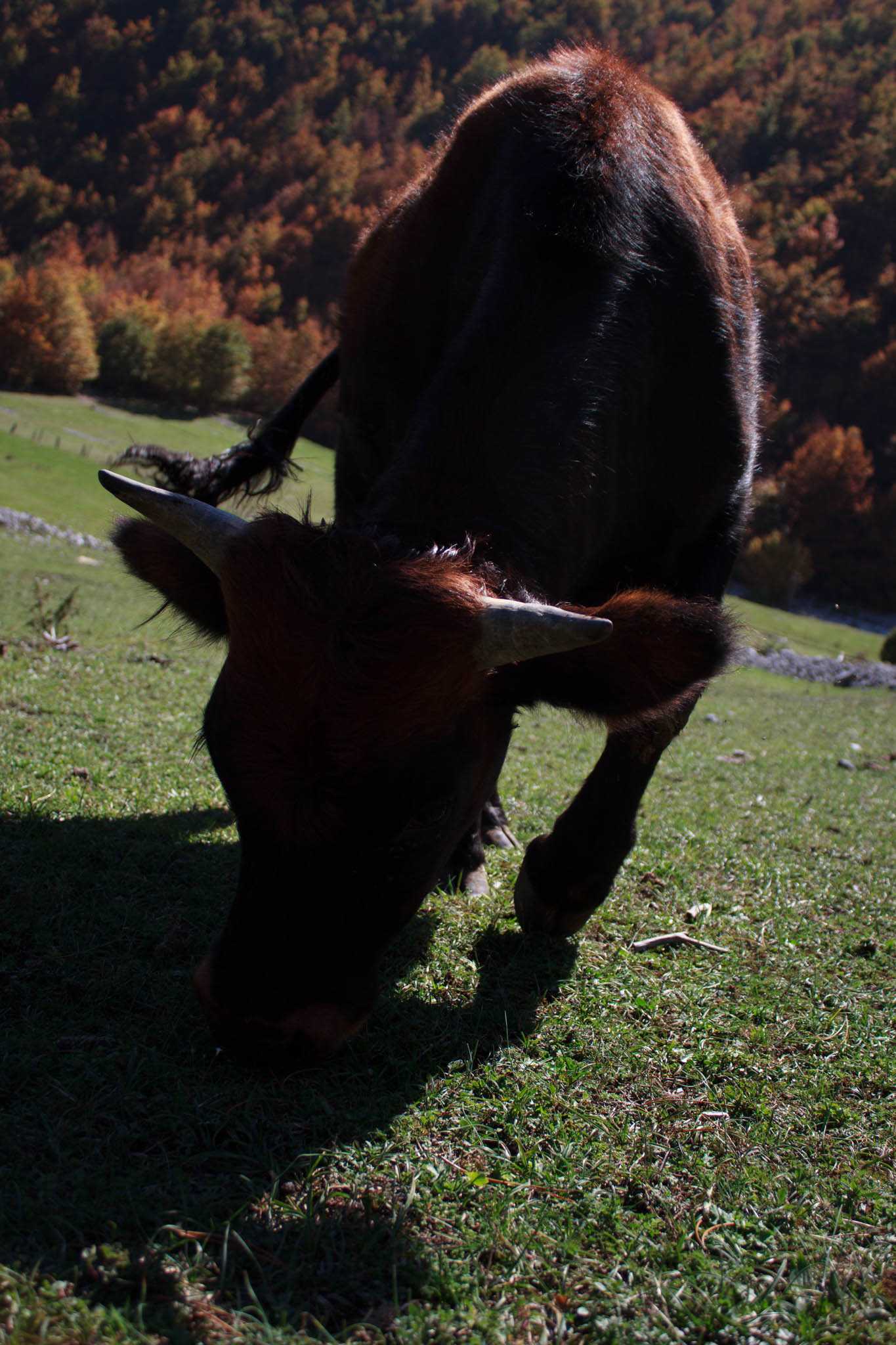 valbona